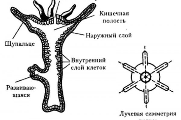 Почему не могу зайти на кракен